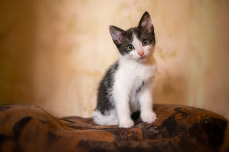 a young cute kitten looks curiously at the cameraの写真素材