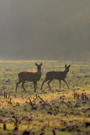 a group of roe deer in a field in autumnの写真素材