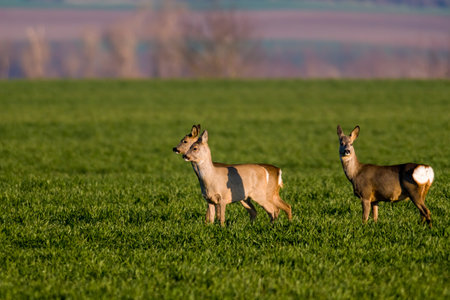 group of deer in a field in springの写真素材
