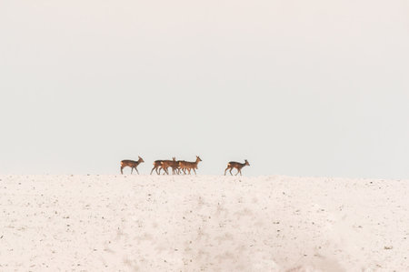 a group of deer in a field in winterの写真素材