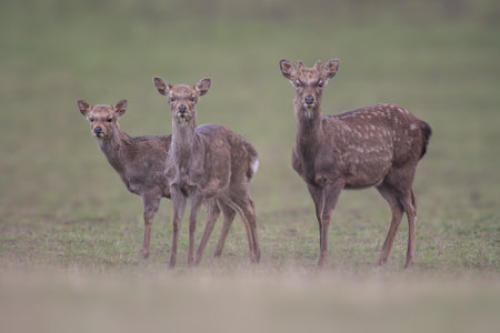 young red deer does stand in a meadowの写真素材