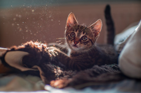 a young cute kitten looks curiously at the cameraの写真素材