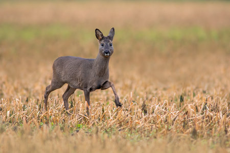 a beautiful deer doe standing on a harvested field in autumnの写真素材