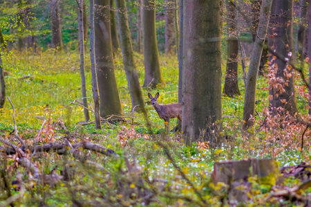 a beautiful roe deer doe stands in a green forest in springの写真素材