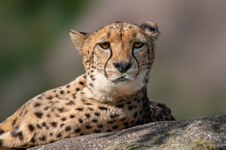 a cheetah lies on a stone and relaxesの写真素材