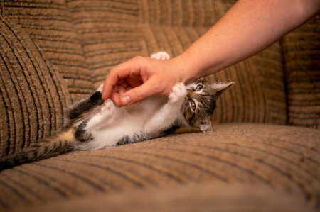 a young cute kitten playing with his humanの写真素材