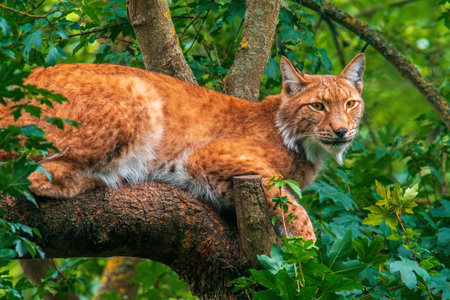 a handsome lynx hides in colorful spring forestの写真素材