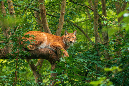 a handsome lynx hides in colorful spring forestの写真素材
