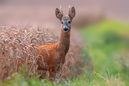a young roebuck looking out of a wheat field in summerの写真素材