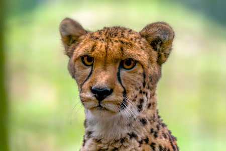 cheetah looks very relaxed into the cameraの写真素材