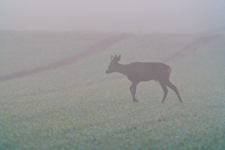 a young roebuck stands on a harvested field in autumnの写真素材