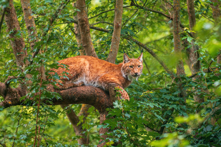 a handsome lynx hides in colorful spring forestの写真素材