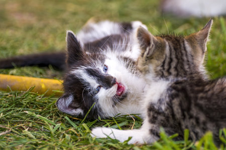 playful young kitten siblings romping aroundの写真素材