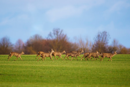 group of deer in a field in springの写真素材