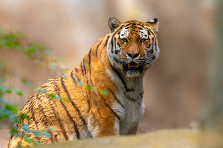a handsome young tiger looks at the camera leisurelyの写真素材