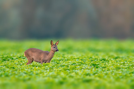 a beautiful doe standing on a green field in springの写真素材