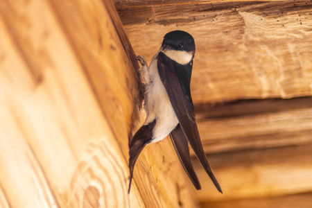 a house martin (Delichon urbicum) hangs on a wooden beam and begins to build a nestの写真素材
