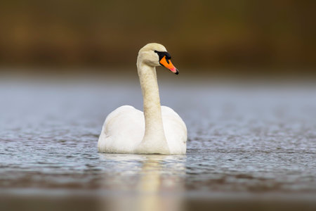 a mute swan swimming on a reflecting lake (Cygnus olor)の写真素材
