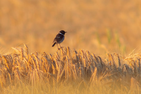 a Stonechat (Saxicola rubicola) sits on the ears of a wheat field and searches for insectsの写真素材