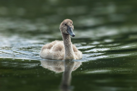 A young mute swan (Cygnus olor) chick swims on a reflecting lakeの写真素材