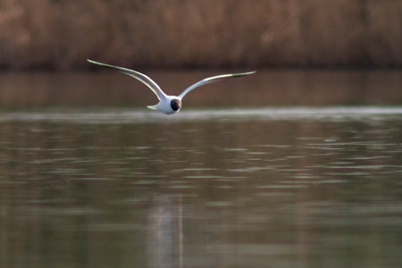 A black-capped gull (ichthyaetus melanocephalus) flies over a lakeの写真素材