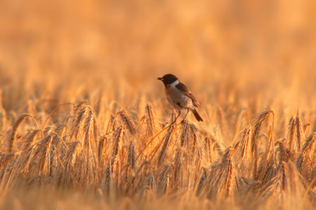 a Stonechat (Saxicola rubicola) sits on the ears of a wheat field and searches for insectsの写真素材