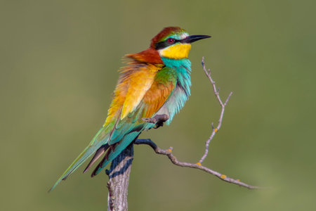 a colorful bee-eater (Merops apiaster) sits on a branch and looks for insectsの写真素材