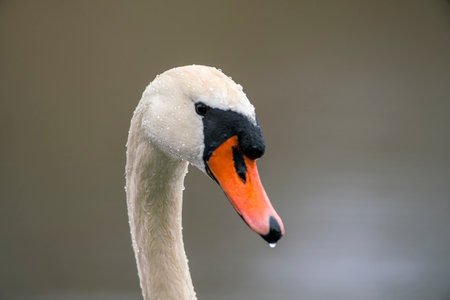 a head portrait of a mute swan (Cygnus olor)の写真素材