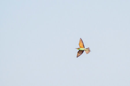 a colorful bee-eater (Merops apiaster) flies through the air hunting for insectsの写真素材