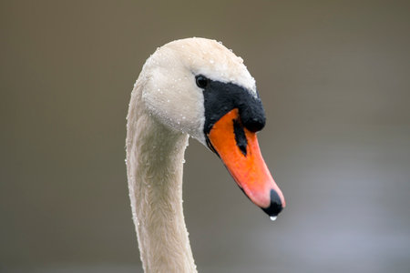 a head portrait of a mute swan (Cygnus olor)の写真素材
