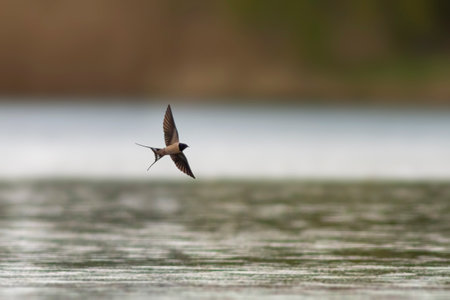 a barn swallow (Hirundo rustica) flies over a lake in search of insectsの写真素材