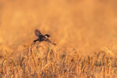 a male Stonechat (Saxicola rubicola) flies over a wheat field looking for insectsの写真素材