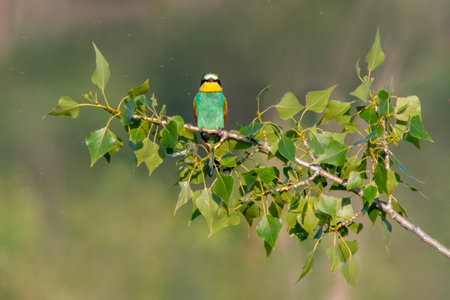 a colorful bee-eater (Merops apiaster) sits on a branch and looks for insectsの写真素材
