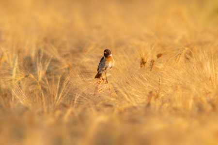 a Stonechat (Saxicola rubicola) sits on the ears of a wheat field and searches for insectsの写真素材