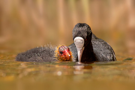 an adult coot (Fulica atra) feeds its young chick on a reflecting lakeの写真素材