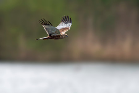 A male Marsh Harrier (Circus aeruginosus) flies over a lakeの写真素材