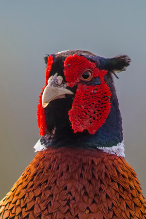 a head portrait of a pheasant cock (Phasianus colchicus)の写真素材