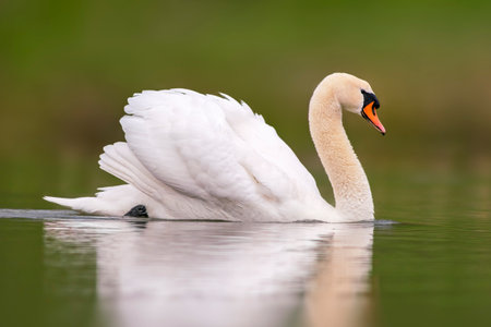 a mute swan swimming on a reflecting lake (Cygnus olor)の写真素材