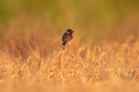 a Stonechat (Saxicola rubicola) sits on the ears of a wheat field and searches for insectsの写真素材