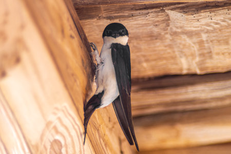 a house martin (Delichon urbicum) hangs on a wooden beam and begins to build a nestの写真素材