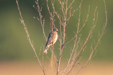 a female linnet sits on a branch in a gardenの写真素材