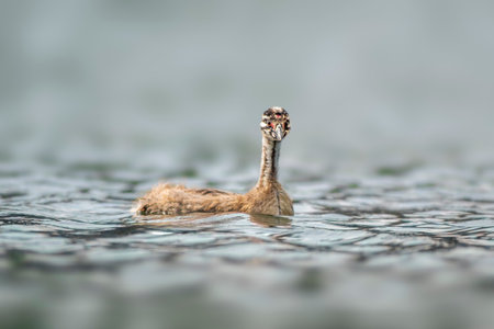 A young Great crested grebe chick (Podiceps cristatus) swims on a reflective lakeの写真素材