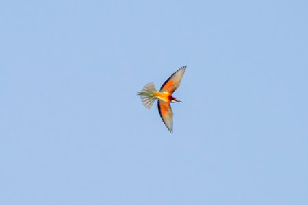 a colorful bee-eater (Merops apiaster) flies through the air hunting for insectsの写真素材