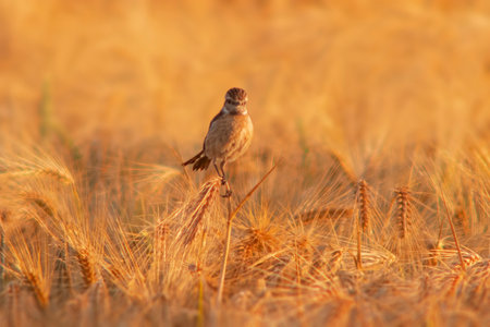 a female stonechat (Saxicola rubicola) sits on the ears of a wheat field and searches for insectsの写真素材