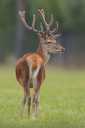 a red deer buck (Cervus elaphus) with large antlers stands in a meadowの写真素材
