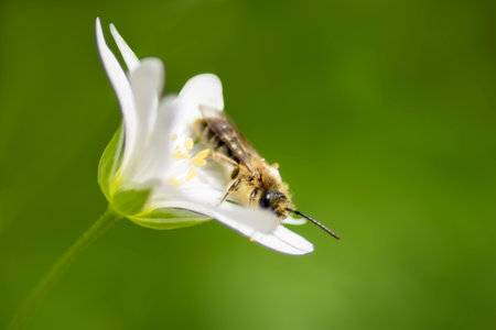 bee sits on a flower and collects pollen and nectarの写真素材