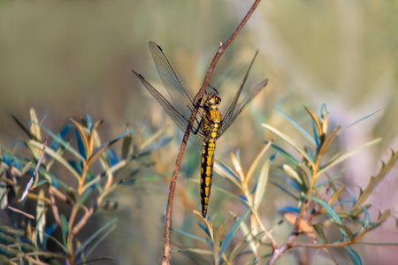 1 dragonfly sits on a leaf and restsの写真素材