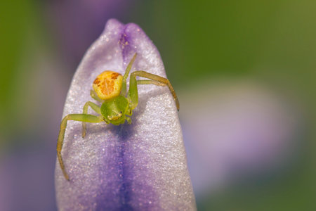 crab spider hides in a flower and waits for preyの写真素材