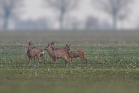 A Roe deer herd (Capreolus capreolus) stands on a harvested fieldの写真素材