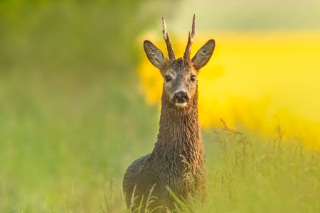 A Roe deer buck (Capreolus capreolus) stands on a green meadow and eatsの写真素材